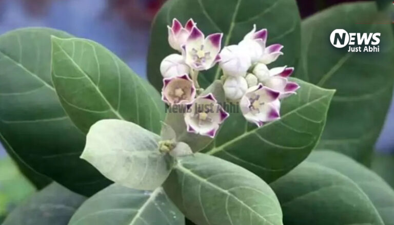 300 पार पहुंचे शुगर को भी खून से चूस के निकाल फेकेगा ये हरा पत्ता, शुगर के मरीज को मिलेगा बस एक हफ्ते में आराम, बस सेवन का दें ध्यान और देखें कमाल ∘∘!