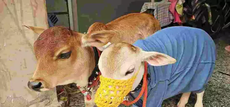 सिर्फ 22 इंच की ये खास नस्ल की दो गायें बनीं इंटरनेट सेंसेशन, देखने के लिए उमड़ पड़ा गांव से शहर तक का मेलाˈ