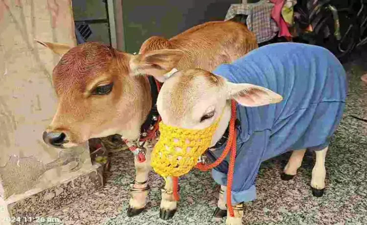 सिर्फ 22 इंच की ये खास नस्ल की दो गायें बनीं इंटरनेट सेंसेशन, देखने के लिए उमड़ पड़ा गांव से शहर तक का मेला ‘