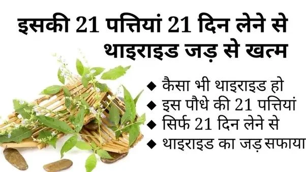 थाइराइड का इलाज आसान: रोज 21 दिन लें ये पत्तियां और पाएं स्थायी राहत