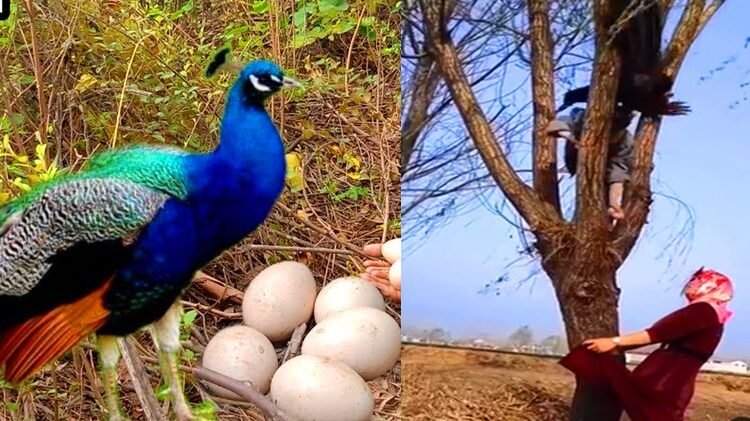अंडा चुराने गया था चालाक युवक, गुस्से में आई मोरनी ने किया ऐसा हमला कि याद आ गई नानी ‘
