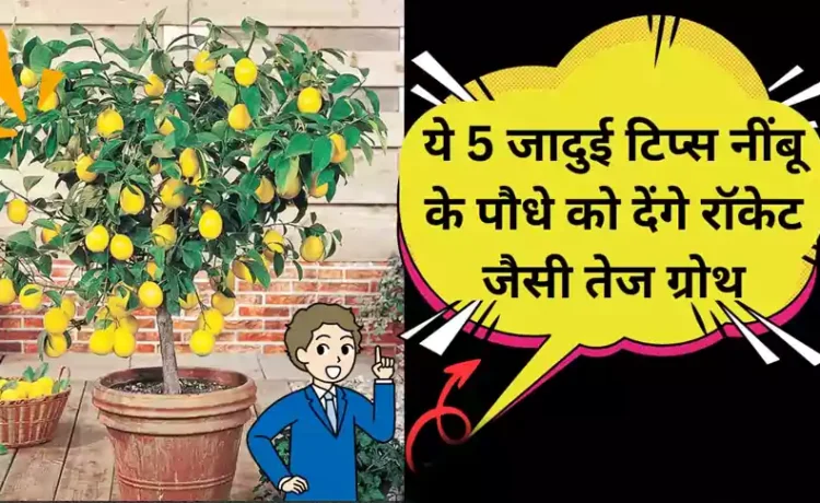 नींबू का पौधा सूखा-सूखा लग रहा है? अपनाओ ये 5 देसी उपाय और तैयार हो जाओ बंपर फसल के लिएˈ