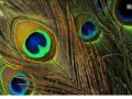 Peacock Feather Vastu Tips: गलत दिशा में मोरपंख रखने से हो जाएंगे कंगाल! जानिए सबसे शुभ दिशा​