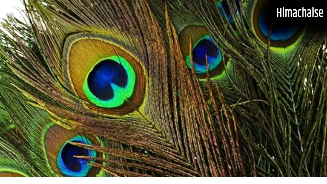 Peacock Feather Vastu Tips: गलत दिशा में मोरपंख रखने से हो जाएंगे कंगाल! जानिए सबसे शुभ दिशा