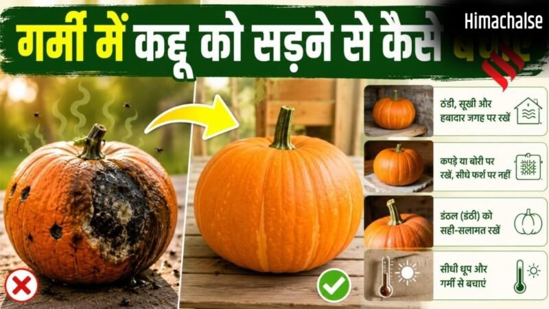 गर्मी में जल्दी गलकर कद्दू से आने लगती है बदबू, इस तरह रखें लंबे समय तक फ्रेश​