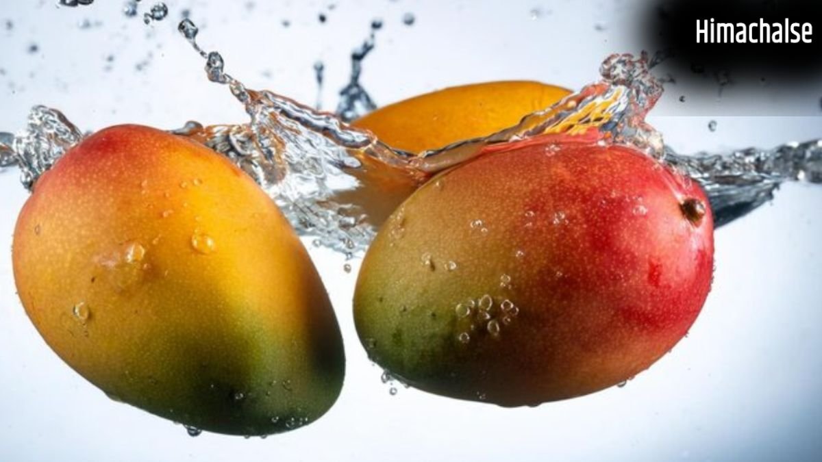 खाने से 30 मिनट पहले आम को पानी में क्यों भिगोकर रखना चाहिए? क्या है इसके पीछे की साइंटिफिक वजह​