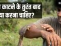 सांप काटने के तुरंत बाद क्या करना चाहिए? ये बातें बचा सकती है आपकी जान​