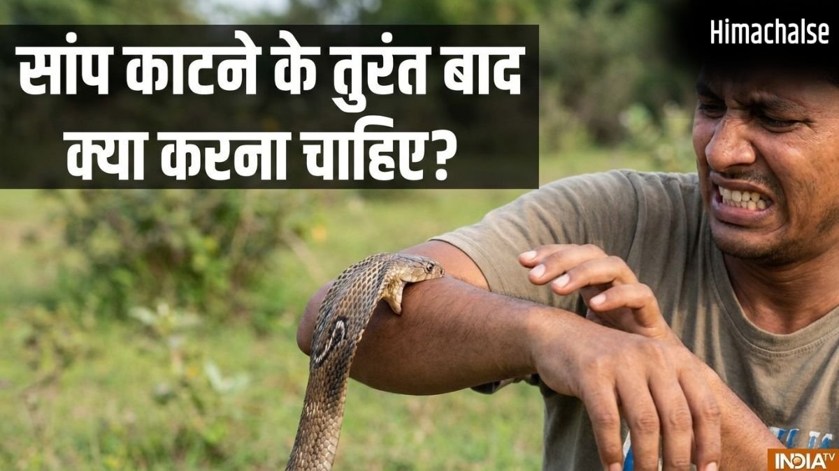 सांप काटने के तुरंत बाद क्या करना चाहिए? ये बातें बचा सकती है आपकी जान​