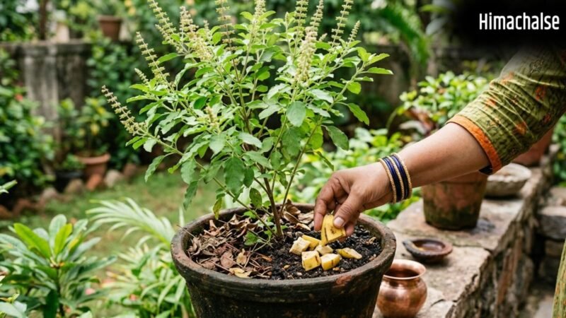 तुलसी के पौधे में केले का छिलका डालने से क्या होता है?​