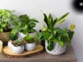 Bad Luck plants: इन पौधों की पूजा तो होती है, लेकिन घर में लगाने से बढ़ सकती हैं परेशानियां, जानें वजह