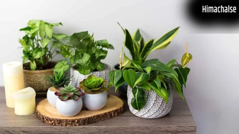 Bad Luck plants: इन पौधों की पूजा तो होती है, लेकिन घर में लगाने से बढ़ सकती हैं परेशानियां, जानें वजह​