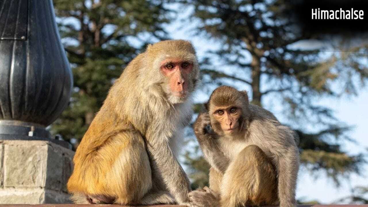 UP: बंदर की मौत पर फंस गए पूर्व विधायक, हाजी मुसर्रत अली बिट्टन पर कसा शिकंजा; कोर्ट में चार्जशीट दाखिल​
