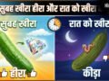 खीरा सुबह को हीरा, दोपहर को जीरा, रात को कीड़ा, जानिए ऐसा क्यों कहा जाता है​
