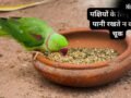 पक्षियों के लिए दाना-पानी रखते हैं? जरूर ध्यान रखें ये बातें, शनि और राहु-केतु का प्रभाव खोलेगा तरक्की के रास्ते!​
