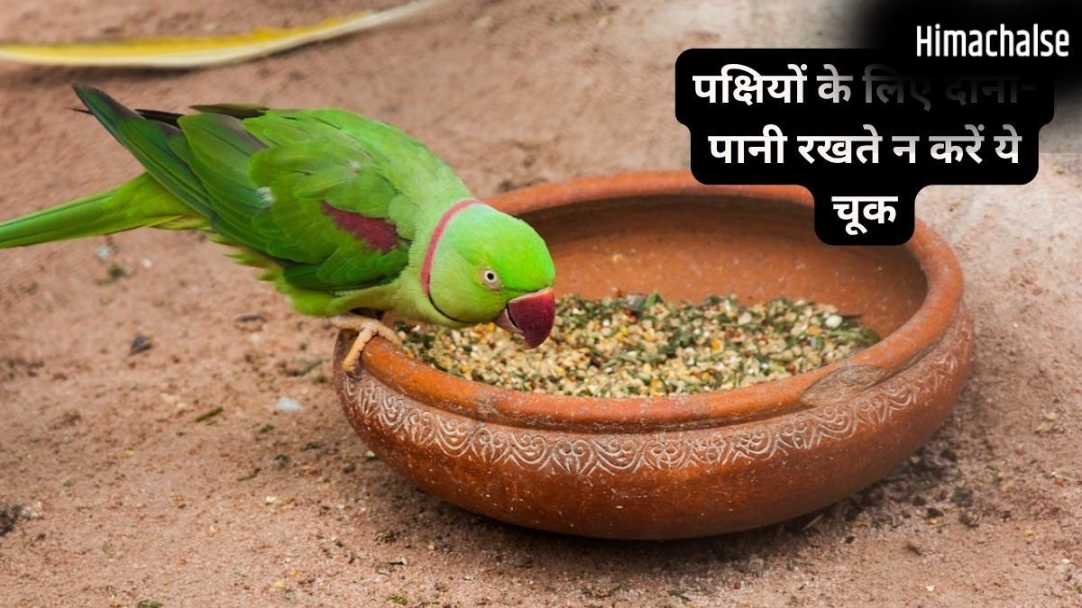 पक्षियों के लिए दाना-पानी रखते हैं? जरूर ध्यान रखें ये बातें, शनि और राहु-केतु का प्रभाव खोलेगा तरक्की के रास्ते!​