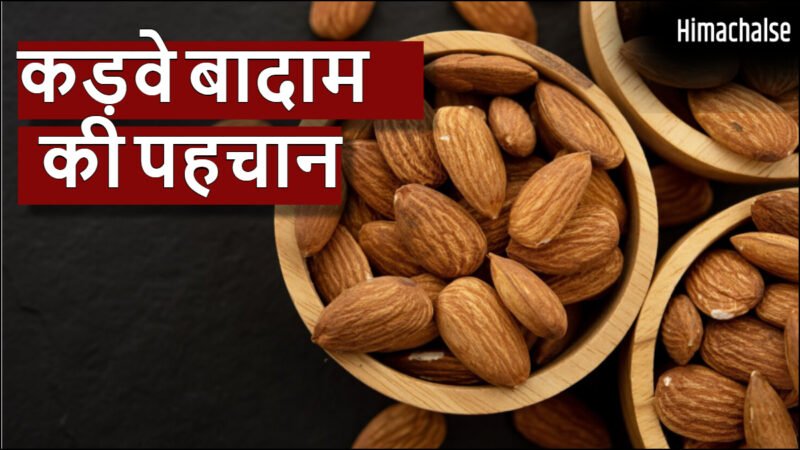 कड़वे बादाम की पहचान कैसे करें, स्वाद के अलावा बनावट में होता है अंतर, खरीदते वक्त ध्यान रखें ये टिप्स​