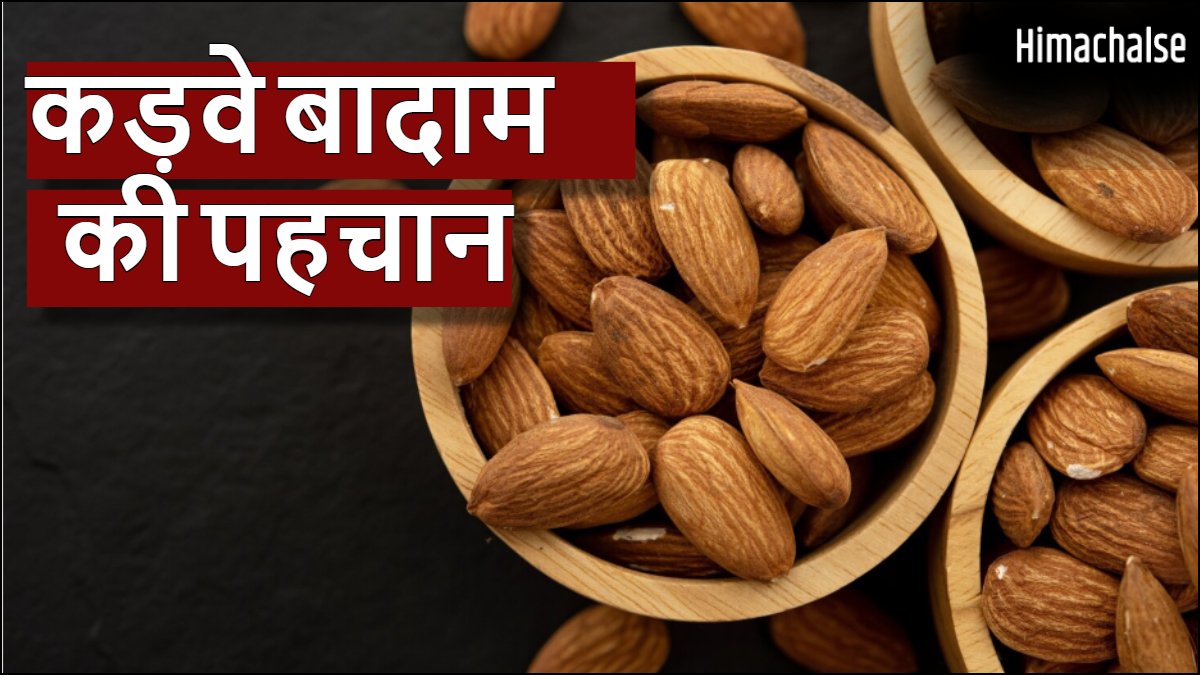 कड़वे बादाम की पहचान कैसे करें, स्वाद के अलावा बनावट में होता है अंतर, खरीदते वक्त ध्यान रखें ये टिप्स​