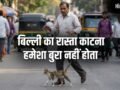 बिल्ली का रास्ता काटना हमेशा अशुभ नहीं! अगर इस दिशा में जाए बिल्ली, तो समझें खुलने वाली है आपकी किस्मत​