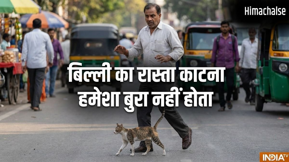 बिल्ली का रास्ता काटना हमेशा अशुभ नहीं! अगर इस दिशा में जाए बिल्ली, तो समझें खुलने वाली है आपकी किस्मत​
