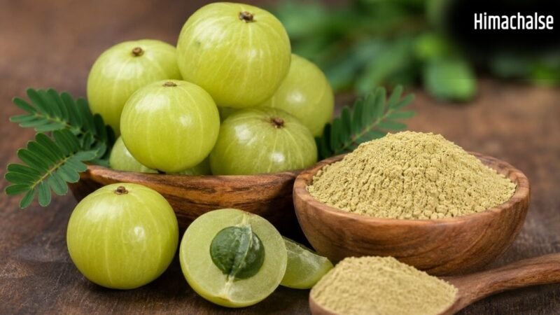 सेहत के लिए उपयोगी है आंवला! कच्चा आंवला, पाउडर या सूखा आंवला? एक्सपर्ट से जानिए सेहत के लिए कौन है सबसे ज्यादा फायदेमंद​