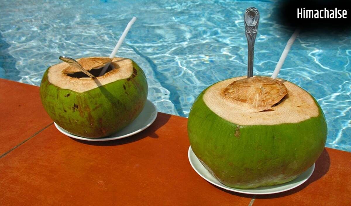 Summer Health Tip: पानी से लबालब नारियल कैसे चुनें? ये 5 'Golden Rules' आपको बचाएंगे​
