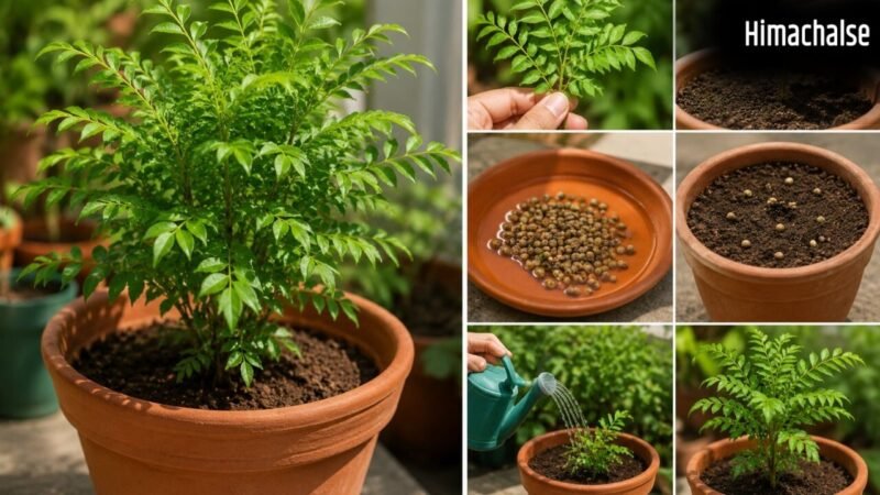 गर्मी में इस तरीके से लगा सकते हैं गमले में करी पत्ता, जानें आसान गार्डनिंग टिप्स​