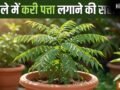गमले में कैसे लगाएं करी पत्ता, इस ट्रिक को अपनाएं तेजी से बड़ा होगा पौधा, खाद पानी से ज्यादा इस बात का रखें ख्याल​