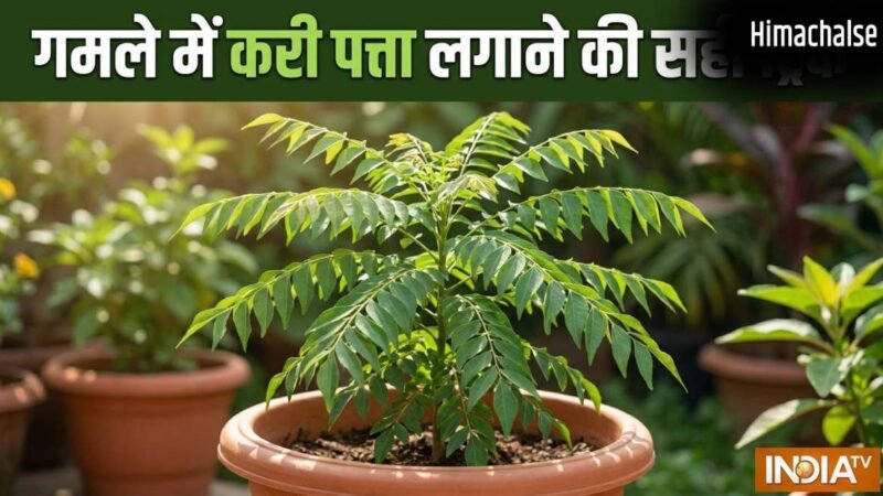 गमले में कैसे लगाएं करी पत्ता, इस ट्रिक को अपनाएं तेजी से बड़ा होगा पौधा, खाद पानी से ज्यादा इस बात का रखें ख्याल​