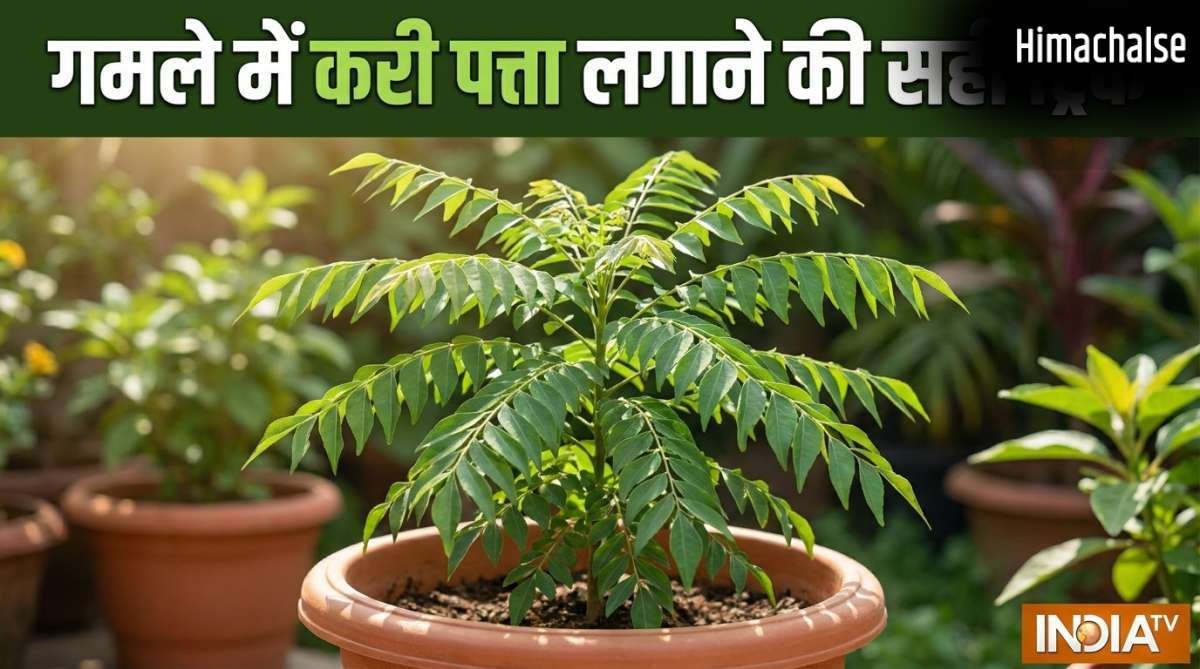 गमले में कैसे लगाएं करी पत्ता, इस ट्रिक को अपनाएं तेजी से बड़ा होगा पौधा, खाद पानी से ज्यादा इस बात का रखें ख्याल​