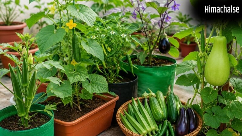 गर्मियों में घर पर उगाएं ताजी सब्जियां, मई-जून के लिए बेस्ट हैं ये पौधे​