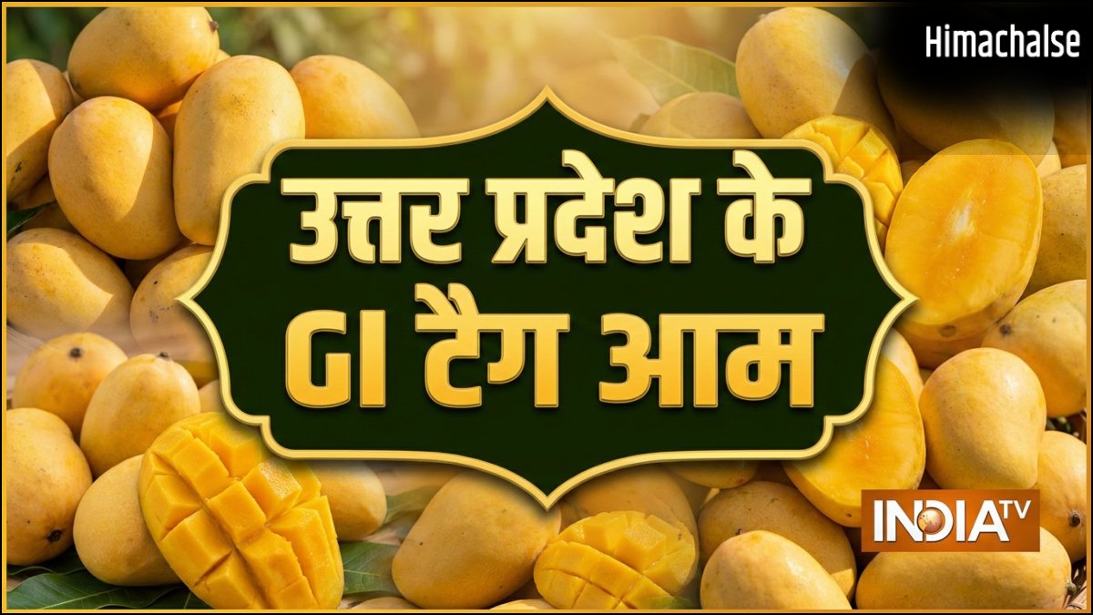 उत्तर प्रदेश के इन आम को मिल चुका है GI टैग, देश विदेश में है मांग, शहद सा मीठा होता है स्वाद​