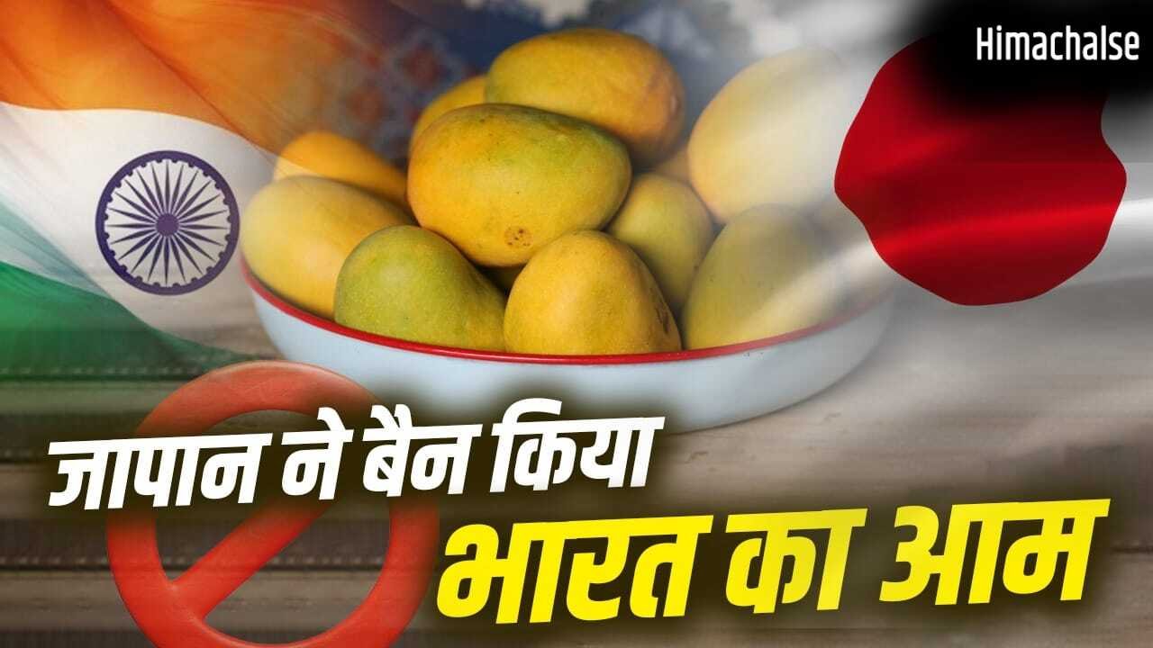 Mango Export: भारत का कौन सा आम सबसे ज्यादा खाते हैं जापान के लोग? जिस पर लगा बैन​