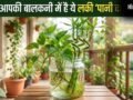 Lucky Pani Wale Paudhe: क्या आपकी बालकनी में भी हैं ये वॉटर प्लांट? वरना आज ही लाएं और कंगाली को कहें बाय-बाय!​