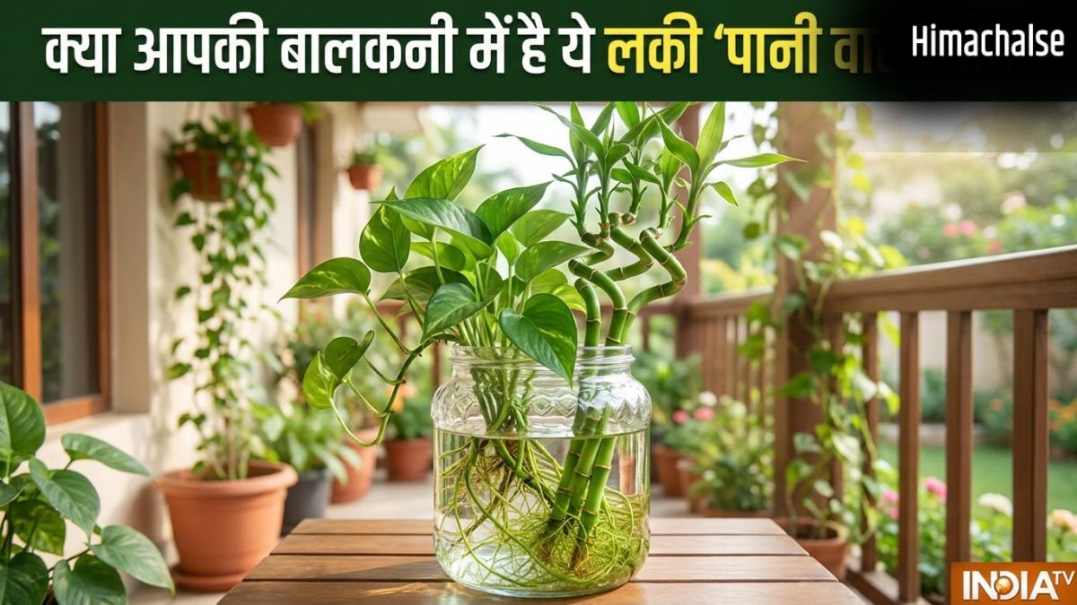 Lucky Pani Wale Paudhe: क्या आपकी बालकनी में भी हैं ये वॉटर प्लांट? वरना आज ही लाएं और कंगाली को कहें बाय-बाय!​