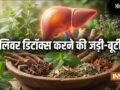 लिवर डिटॉक्स के लिए क्यों बेस्ट है मई का महीना, शरीर से सारा ज़हरीला पदार्थ बाहर निकल जाएगा, करें ये उपाय