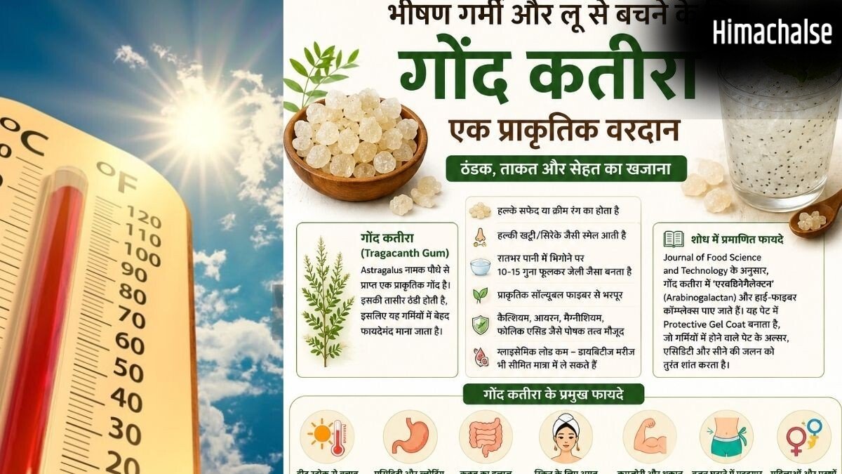 गर्मियों का ‘अमृत’ है गोंद कतीरा, लेकिन क्या आप भी कर रहे हैं ये बड़ी भूल? एक्सपर्ट से जानिए सही तरीका और फायदे​