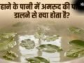 नहाने के पानी में अमरूद की पत्तियां डालने से क्या होता है, जानें फायदे और इस्तेमाल का सही तरीका​