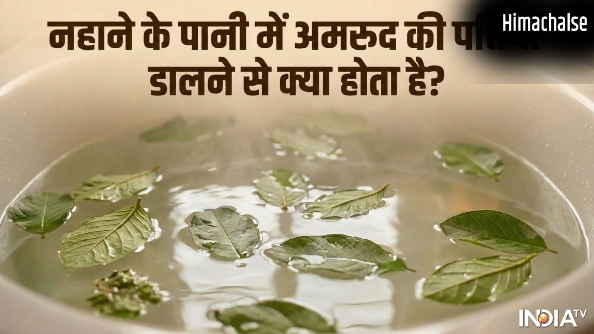 नहाने के पानी में अमरूद की पत्तियां डालने से क्या होता है, जानें फायदे और इस्तेमाल का सही तरीका