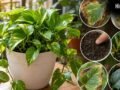 गर्मियों में इन 10 गलतियों की वजह से खराब हो सकता है Money Plant, ऐसे रखें पौधे का ध्यान​