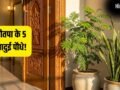 Garmi Ke Lucky Paudhe: नौतपा में घर ले आएं ये 5 जादुई पौधे, कड़कती धूप में भी बरसेगा पैसा!​