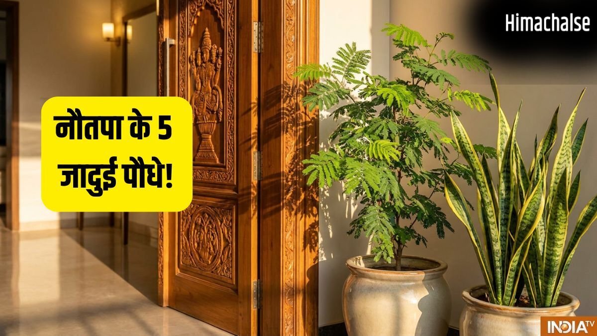 Garmi Ke Lucky Paudhe: नौतपा में घर ले आएं ये 5 जादुई पौधे, कड़कती धूप में भी बरसेगा पैसा!