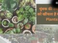 Lucky Plants for Home: मां लक्ष्मी को बेहद प्रिय हैं ये खास पौधे, घर में लाते ही शुरू हो जाएगा धन का आगमन​