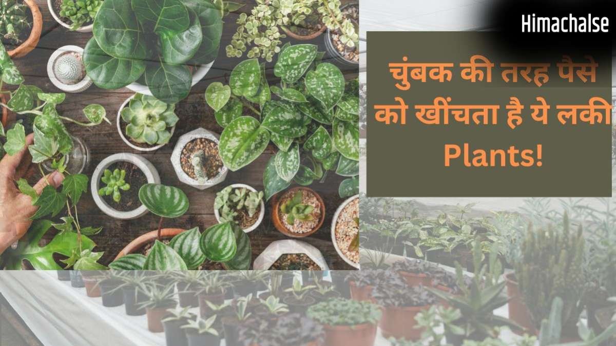 Lucky Plants for Home: मां लक्ष्मी को बेहद प्रिय हैं ये खास पौधे, घर में लाते ही शुरू हो जाएगा धन का आगमन​