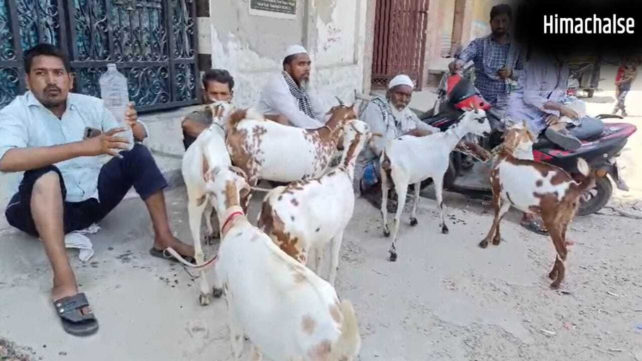 50000 का बकरा 30 हजार में भी नहीं बिक रहा, बकरीद पर संभल के बाजार में छाया सन्नाटा; व्यापारी परेशान​