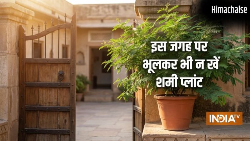 Shami Plant Vastu: घर पर यहां गलती से भी न लगाएं शमी का पौधा, पैसा आने की बजाय छा सकती है कंगाली!​