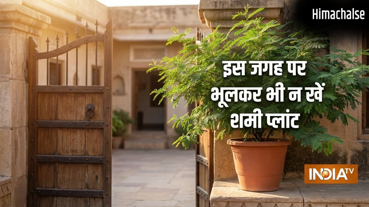 Shami Plant Vastu: घर पर यहां गलती से भी न लगाएं शमी का पौधा, पैसा आने की बजाय छा सकती है कंगाली!​