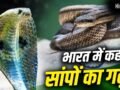 Snake Village: न कर्नाटक, न तमिलनाडु, भारत में कहां है सांपों का गांव?​