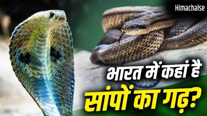 Snake Village: न कर्नाटक, न तमिलनाडु, भारत में कहां है सांपों का गांव?​