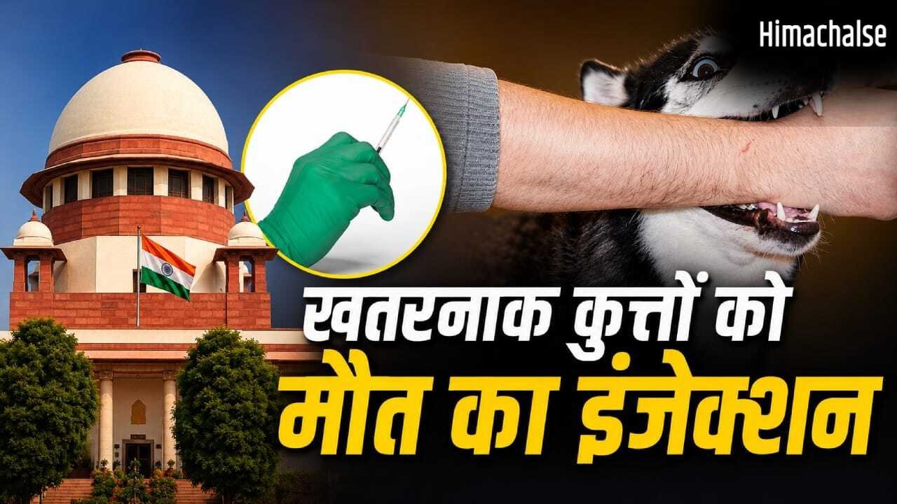 आवारा कुत्तों के मामलों की सुनवाई में आर्टिकल-21 का जिक्र क्यों? पूरे मामले में कब-क्या हुआ, यहां समझें​