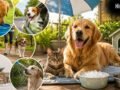 हीट वेव में पालतू जानवरों में दिखने वाले खतरे के संकेत, गर्मियों में Pets का ऐसे रखें ख्याल​
